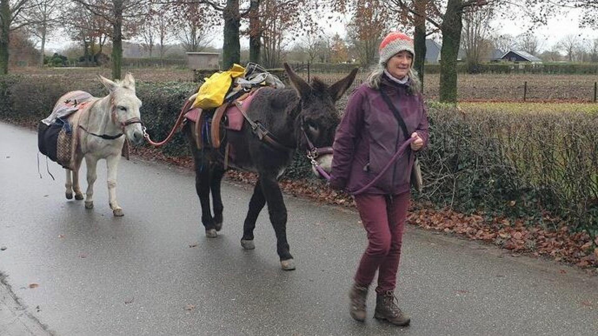 Margot loopt met 2 ezels over de weg