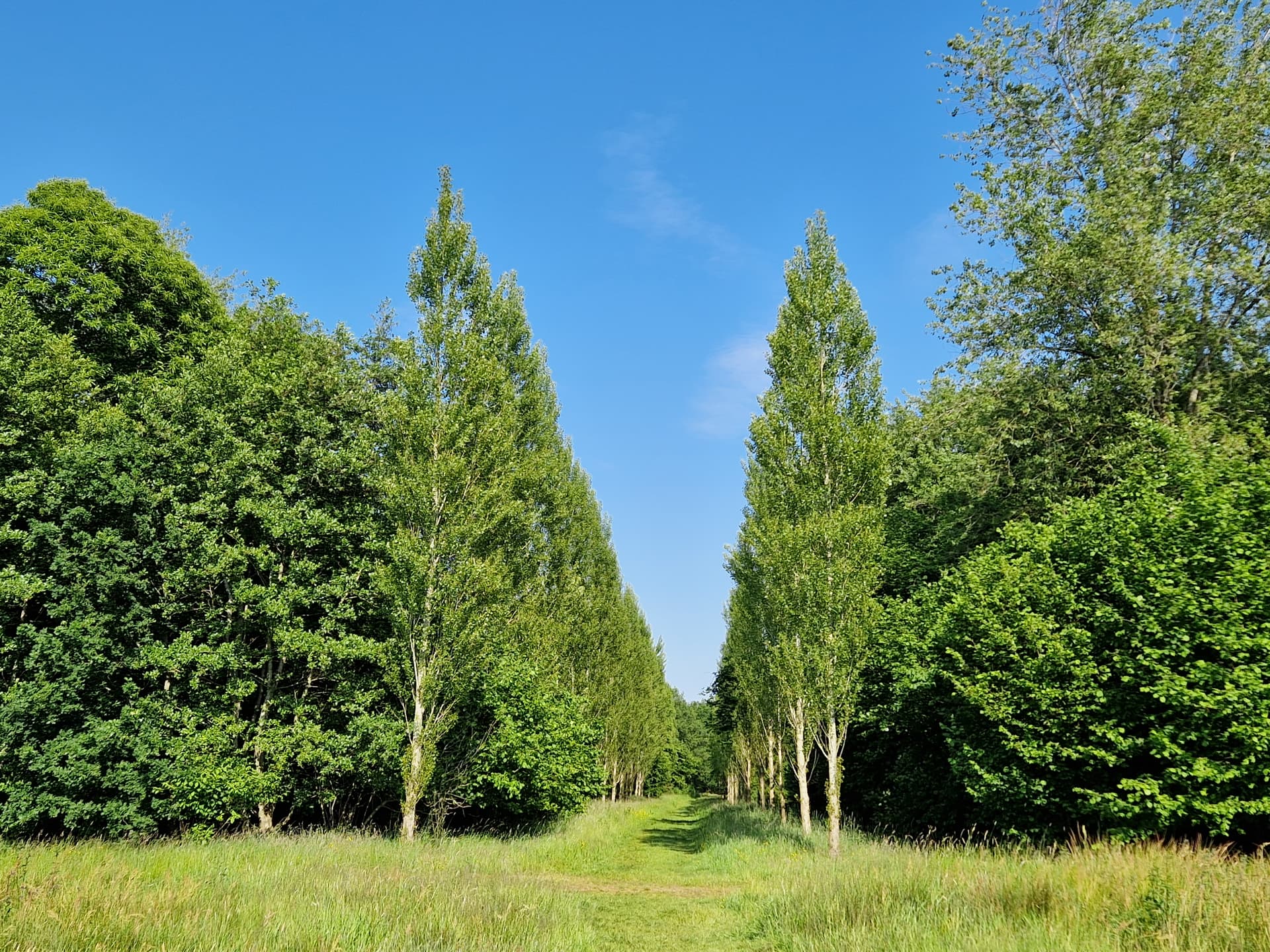 Westerveldse bos