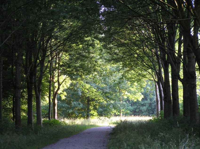 Foto van het Westerveldse Bos