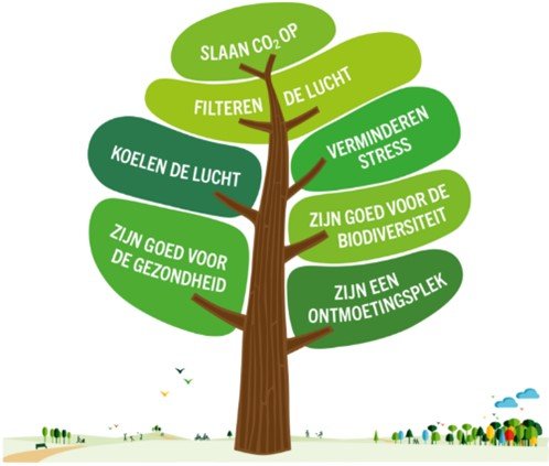Plaatje van een boom met op de bladeren een beschrijving van de functie van bomen:  CO2 opslaan; lucht filteren; lucht koelen; stress verminderen; goed voor gezondheid; ontmoetingsplek; goed voor biodiversiteit