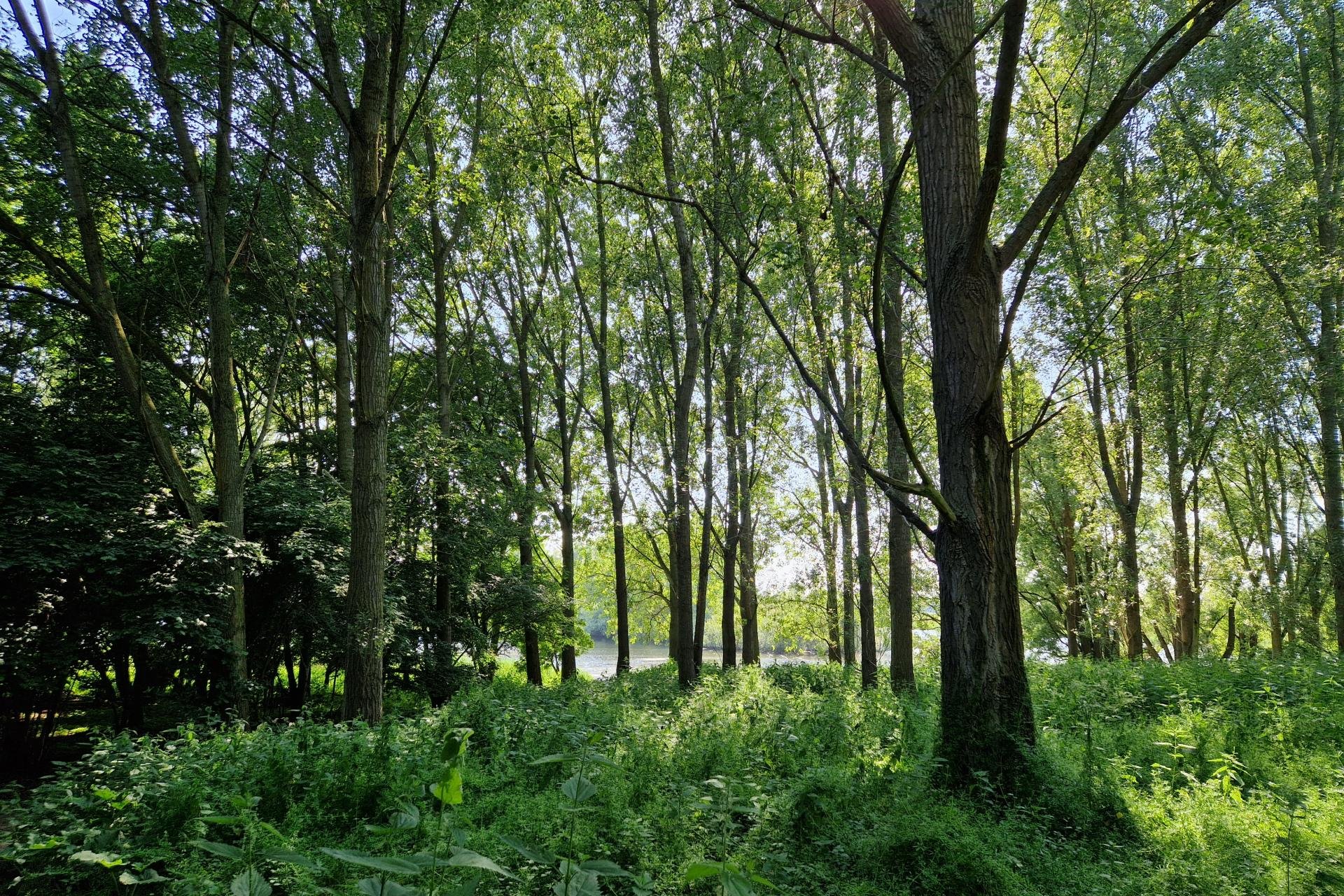 Westerveldse bos