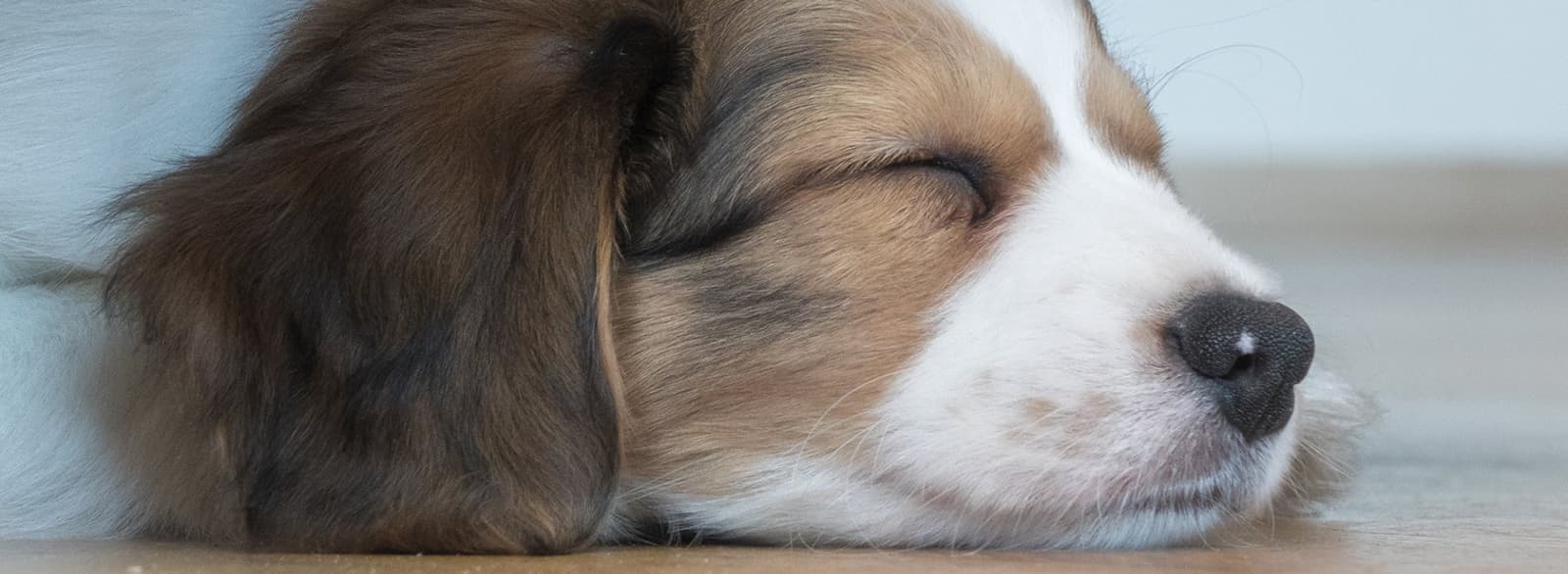 Dieren